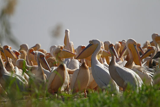 parc national du djoudj,senegal p&eacute;lican Blanc (pelecanus onocrotalus)