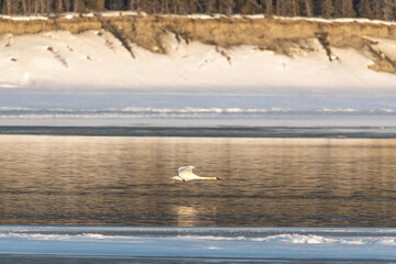 One trumpeter swan during migration speeding along the top of a frozen river in northern Canada with snowy riverside edges in the background with boreal forest and birch trees. Canadian landscape wild