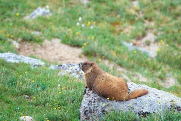 Marmot sunning himself on a rock