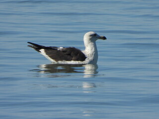 Fototapeta na wymiar black headed gull