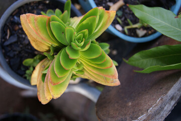 suculenta
