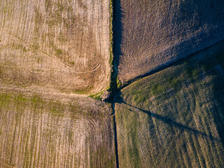 Colorful field, with a tree in the middle.  Aerial view, drone shot.