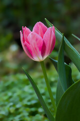 Naklejka premium Tulip flower field blooming in the garden