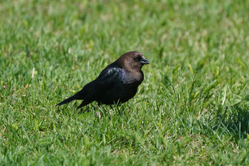 Brown headed cowbird male in summer in grass shining in breeding plumage