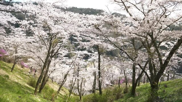 桜の名所　三休公園・春・桜満開
