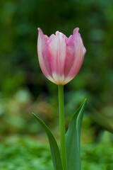 Obraz na płótnie Canvas Tulip flower field blooming in the garden