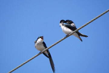 Tree Sparrows telling each other off and flying off wire right near their nesting box on early spring bright blue sky