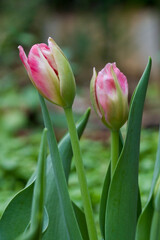 Tulip flower field blooming in the garden