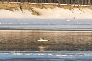 One trumpeter swan during migration speeding along the top of a frozen river in northern Canada with snowy riverside edges in the background with boreal forest and birch trees. Canadian landscape wild