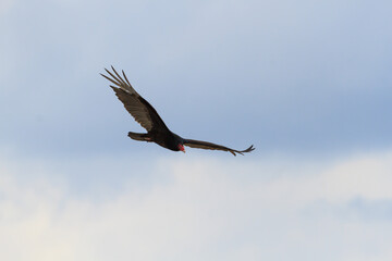Obraz premium Turkey vulture in flight 