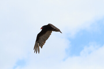 Turkey vulture in flight 