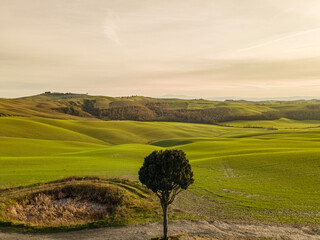 Tree alone in the middle of a field. Drone view, aerial shot.