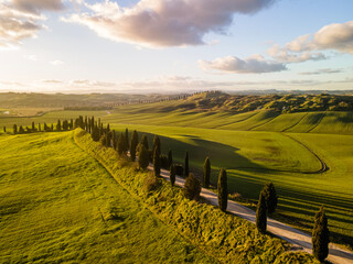 Cypress trees row in an idyllic countryside in winter season. Drone shot, aerial view