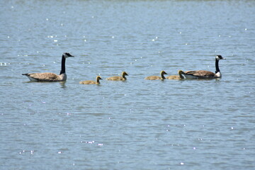 Goose Family