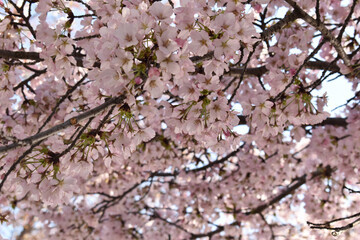 Close up of Cherry Blossoms in Early Spring, Washington, DC