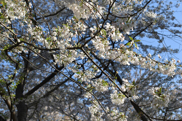 Close up of Cherry Blossoms in Early Spring, Washington, DC