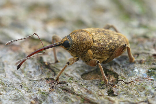 Macro shot of a nut weevil (Curculio nucum) on a weathered wooden surface