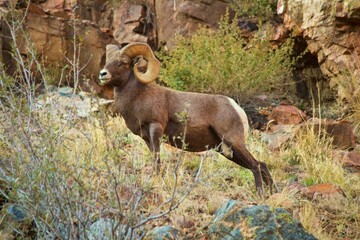 Chip - Battered Bighorn Ram stands Majestically on a Hillside 