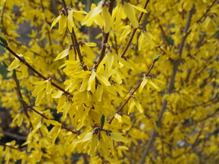 yellow spring flower bunch