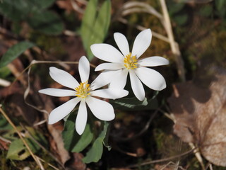 white frangipani flowers