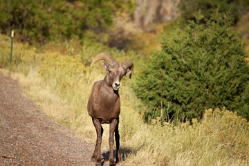 Young Rams looks Inquisitively