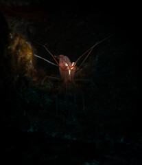 Peppermint shrimp (Lysmata wurdemanni)  on the reef off the Dutch Caribbean isalnd of Sint Maarten