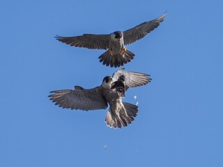 青空バックに空中で餌渡しをする繁殖期のハヤブサカップル