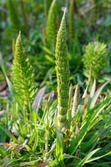 Equisetum telmateia, the great horsetail or northern giant horsetail, is a species of Equisetum (puzzlegrass)