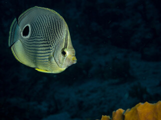 Foureye Butterflyfish (chaetodon apistratus) on the reef off the Dutch Caribbean island of Sint...