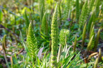 Equisetum telmateia (great horsetail or northern giant horsetail) is a species of Equisetum (horsetail)