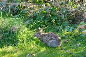 The brush rabbit (Sylvilagus bachmani), or western brush rabbit, or Californian brush rabbit, is a species of cottontail rabbit found in western coastal regions of North America.