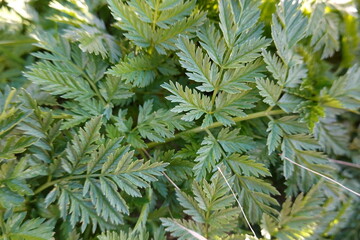 Conium maculatum, the hemlock or poison hemlock, is a highly poisonous biennial herbaceous flowering plant in the carrot family Apiaceae, native to Europe and North Africa.