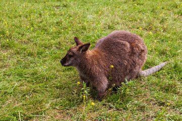 closeup of sitting red-necked wallaby Macropus rufogriseus animal farm.