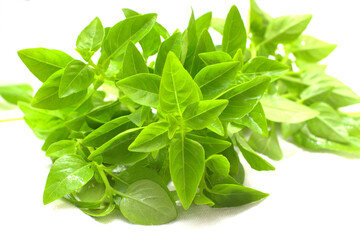 Manjericão Fresco, manjericão no fundo branco, folhas verdes no fundo branco, alimento verde no fundo branco	