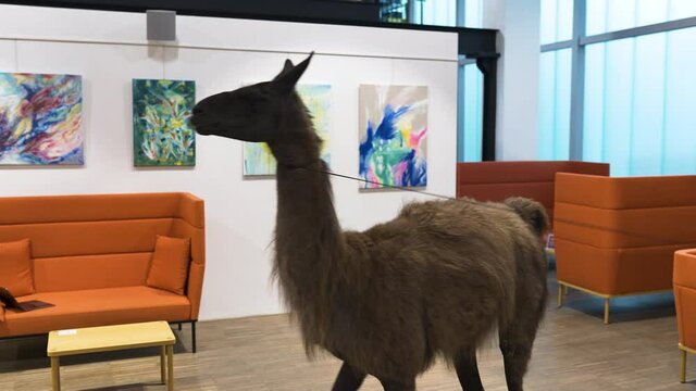 Young businessman in a waistcoat scared by a llama in an office.