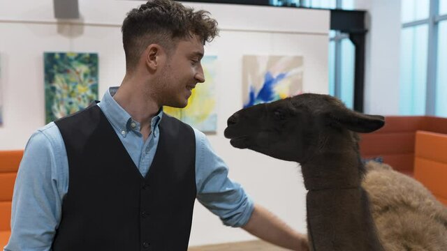 Young businessman in waistcoat and shirt pets a llama in an office.