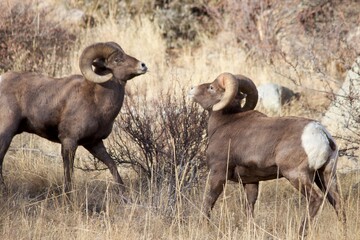 Face Off - Rams Head Butt for Dominance