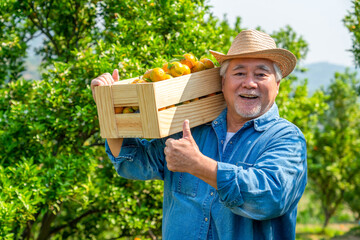 Happy Asian senior man farmer carry wooden box working in organic orange orchard with happiness. Elderly male farm owner harvesting ripe orange in garden. Agriculture product industry business concept © CandyRetriever 
