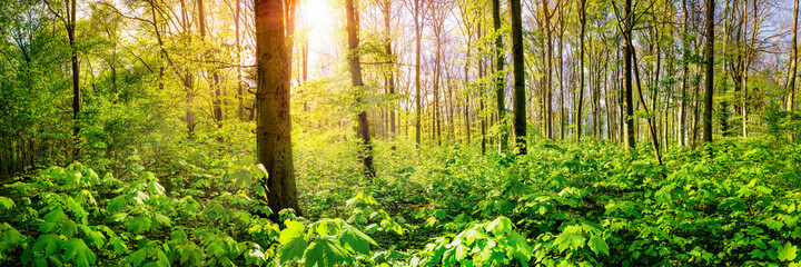 Green forest in spring with bright sun in the background