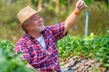 Asian senior man farmer working in strawberry farm with happiness. Elderly male farm owner prepare to harvest ripe organic strawberry fruit. Agriculture product industry and small business concept