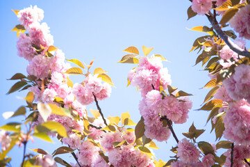 美しい八重桜と青空