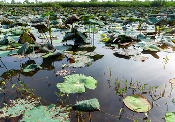 The Lotus field is drought in summer season in thailand.