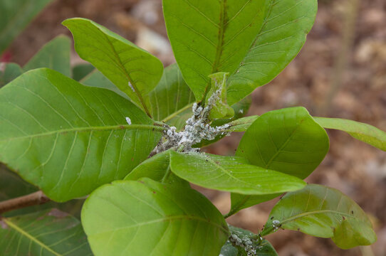 mealybug eating up plant