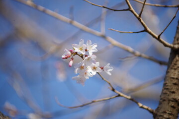 淡墨桜