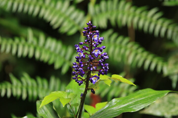 flor roxa e folhagens