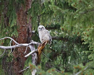 Great Horned Owlet
Great Horned Owlet perched its a tree