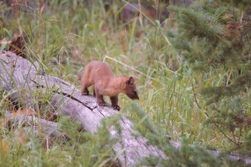 Pine Martin perched on a log