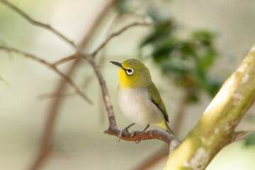 Yellow bird known as Japanese White Eyes Zosterops japonicus has white rimmed eyes