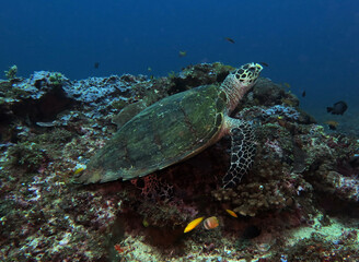 Obraz na płótnie Canvas A Hawksbill turtle resting on corals Boracay Philippines