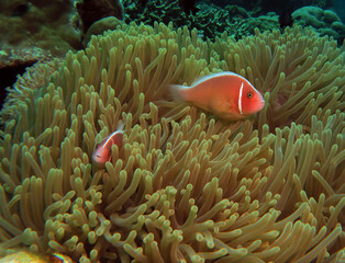 A pair of Pink anemonefish in their anemone Cebu Philippines